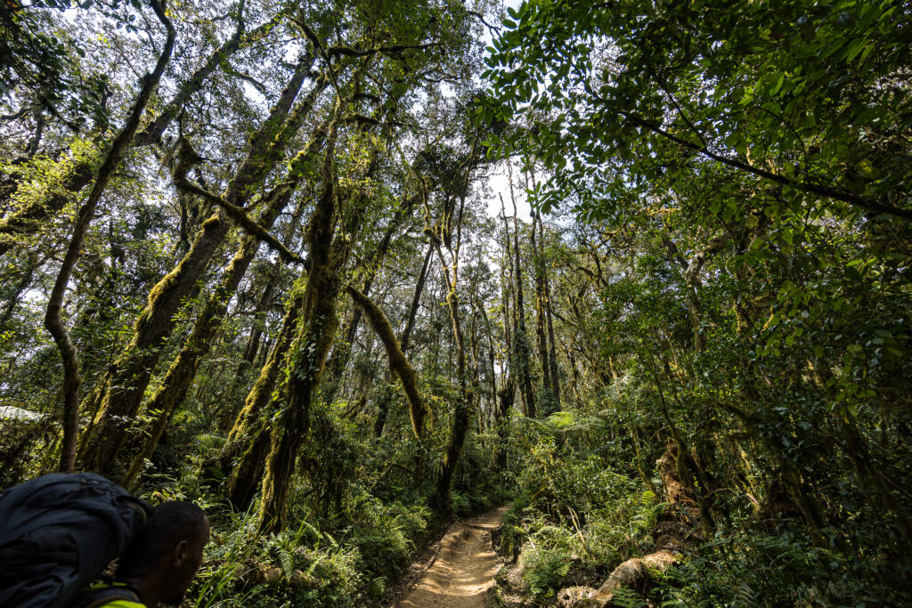 La jungle sur la voie Machame, premier jour de l'ascension du Kilimandjaro